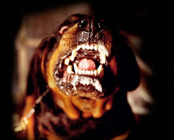 Perros Asesinos