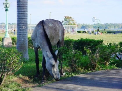 3caballodeambulandoenelmalecndelaciudaddegranada