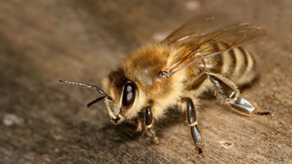 Abeja-Wallace_TINIMA20170425_0118_5