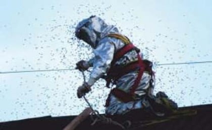 que-convierte-abejas-africanas-asesinas-L-QSGOhc