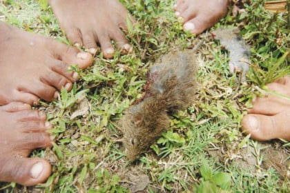 Ratas