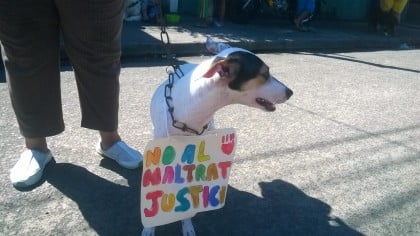 perro